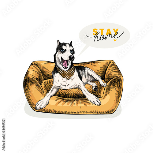 Hand drawn siberian husky dog lies in modern pet furniture. Stay home. Vector engraved quarantine poster. Stay chick, stay at home. Covid-19 pandemic flyer. Dog bed decoration.
