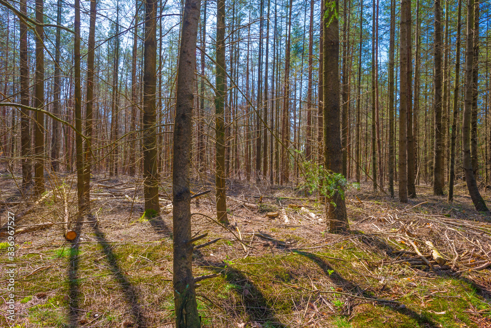 Obraz premium Trees in a forest below a blue sky in sunlight in spring