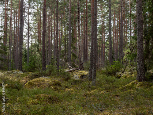 Pine tree forest. Calmness.relaxation.Forest therapy and stress relief. © Conny Sjostrom
