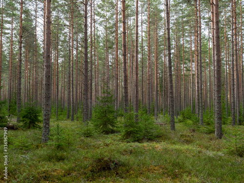 Pine tree forest. Calmness.relaxation.Forest therapy and stress relief.