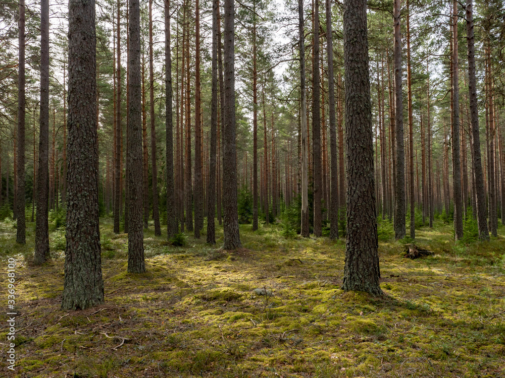 Pine tree forest. Calmness.relaxation.Forest therapy and stress relief. Pine tree forest. Calmness.relaxation.Forest therapy and stress relief.