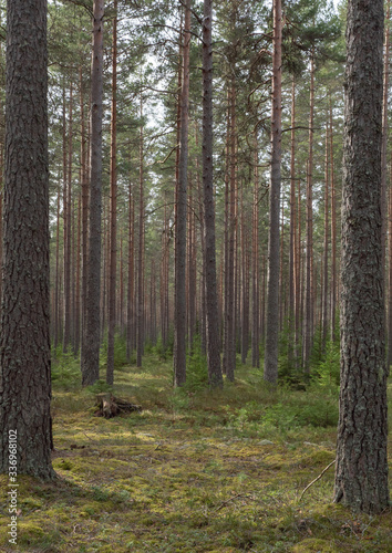 Pine tree forest. Calmness.relaxation.Forest therapy and stress relief.