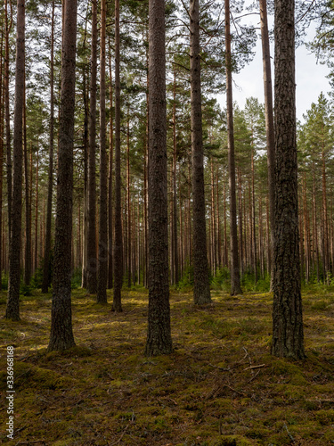 Fototapeta Naklejka Na Ścianę i Meble -  Pine tree forest. Calmness.relaxation.Forest therapy and stress relief.