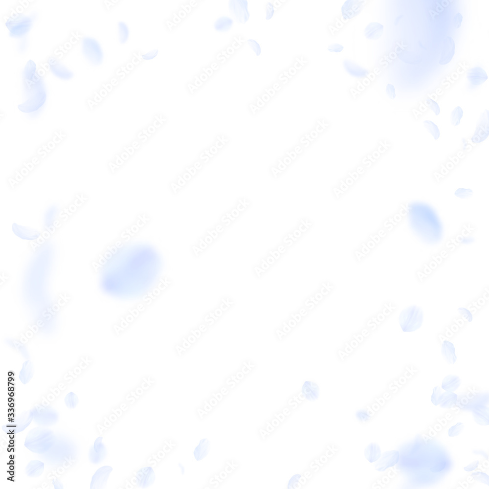 Light blue flower petals falling down. Immaculate Light blue flower petals falling down. Immaculate