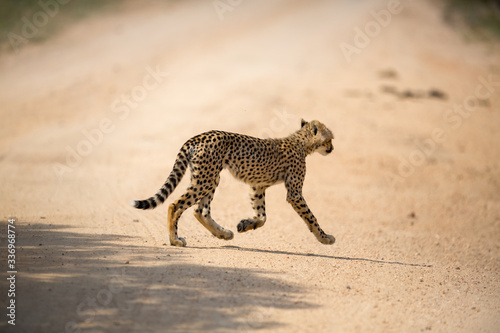 Canvas Print A mother cheetah and her little cubs moving around hunting on an early morning safari