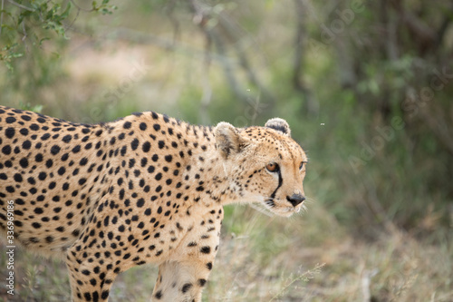 Photography A mother cheetah and her little cubs moving around hunting on an early morning safari