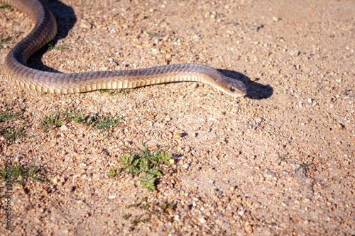 boomslang snake on the ground