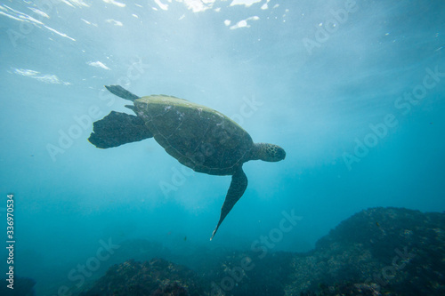 green sea turtle swimming underwater © Sacha Specker