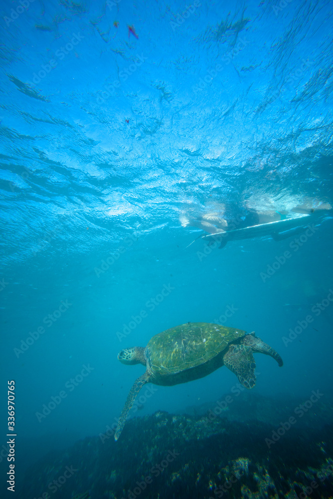 turtle swimming under surfer turtle swimming under surfer