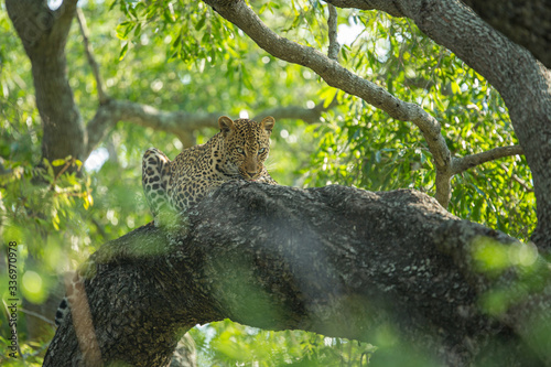 A territorial male leopard taking some refuge from the sun in a large weeping boerbean tree.  photo