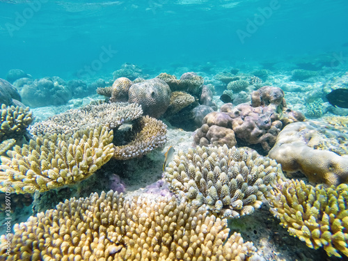 Natural and beautiful underwater world with corals 