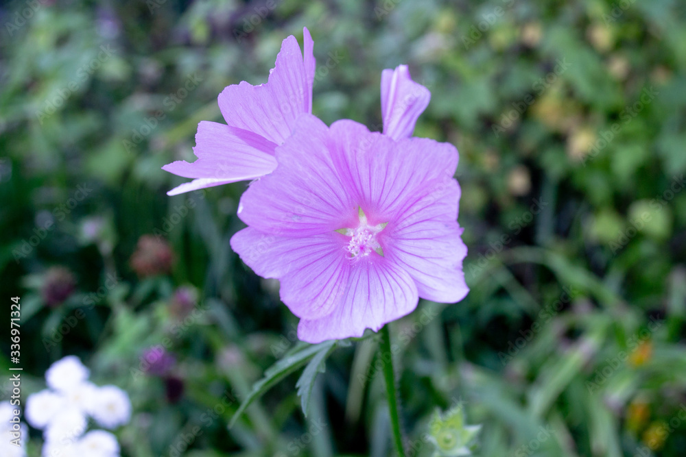 purple flower in the garden