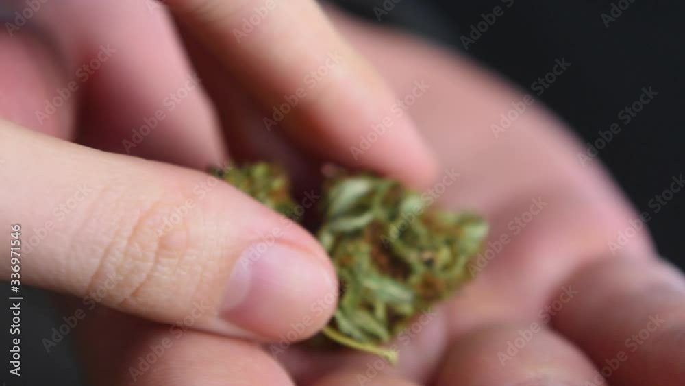 Closeup shot of female hand that take green dried cannabis bud from male palm. Closeup shot of female hand that take green dried cannabis bud from male palm.