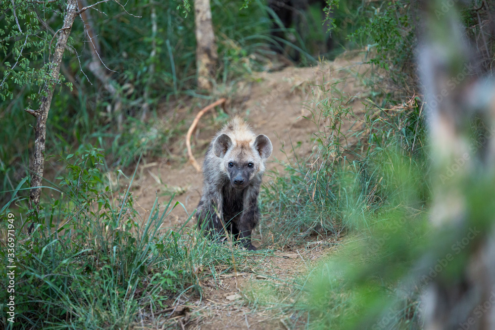 Young spotted hyaena around a den. Incredibly curious as to what we were doing there. Young spotted hyaena around a den. Incredibly curious as to what we were doing there.