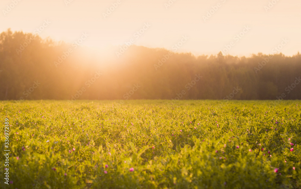Sunny summer meadow with green grass and little flowers at sunset