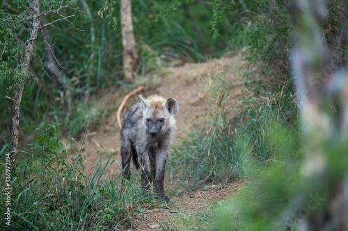 Young spotted hyaena around a den. Incredibly curious as to what we were doing there. 