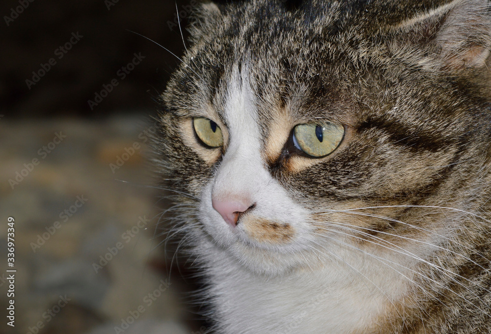 Portrait of tabby smooth cat with pink nose. copy space
