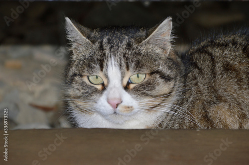 Portrait of tabby smooth cat with pink nose. copy space © Tatiana