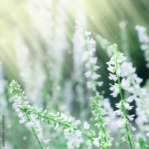 Wild grasses in the meadow. Natural blurred background