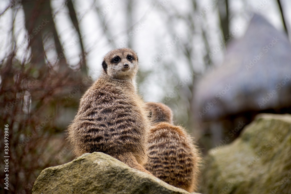 Fototapeta premium suricata