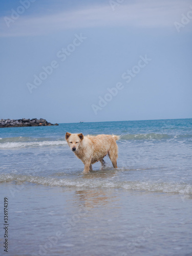 dog in the sea 