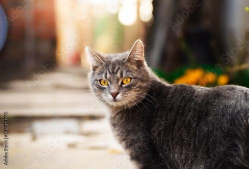 Tabby kitten on the background of a country house and a garden on the path