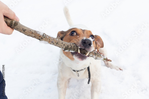 Dog Jack Russell terrier nibbles dog close-up in winter