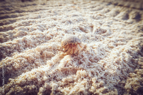 Cangrejo en la playa con su concha