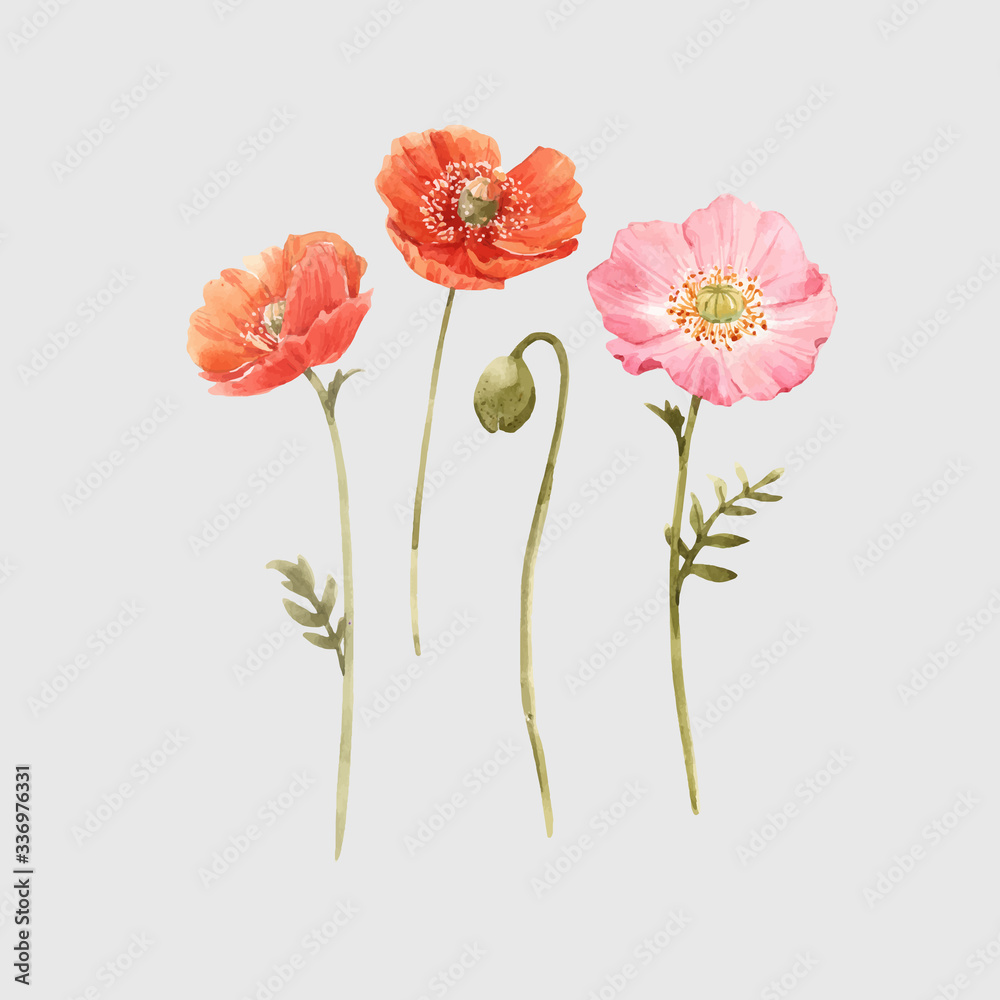 Beautiful vector watercolor floral set with red and pink poppy flowers. Stock illustration. - obrazy, fototapety, plakaty 