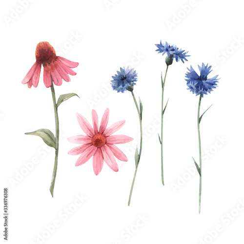 Beautiful vector watercolor floral set with echinacea and cornflower flowers. Stock illustration.