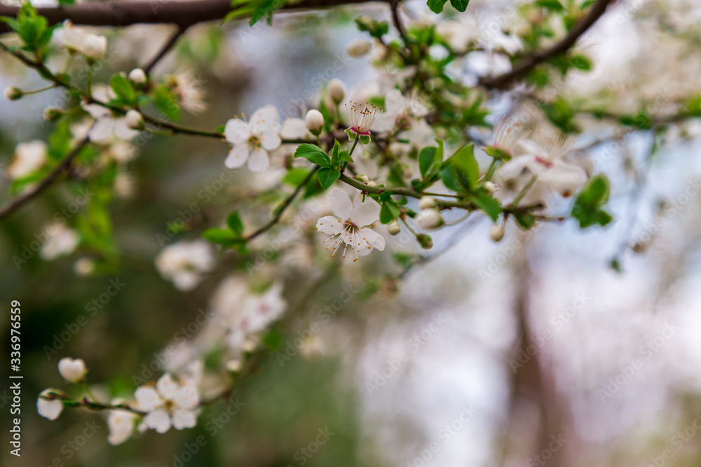 white Cherry blossoms against a blurred background. Spring blooming tree white Cherry blossoms against a blurred background. Spring blooming tree