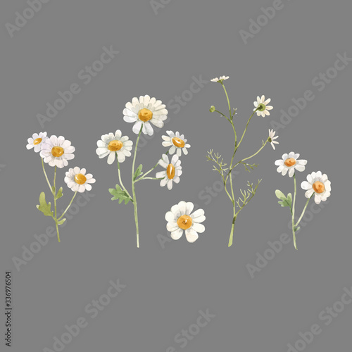Beautiful vector watercolor floral set with white chamomile flowers. Stock illustration. photo