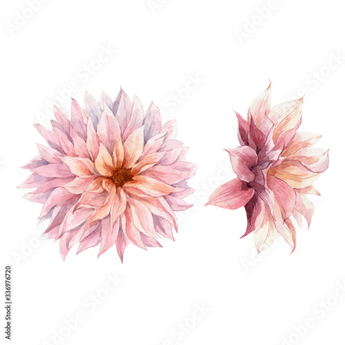 Beautiful watercolor vector floral set with pink chrysanthemum flowers. Stock illustration.