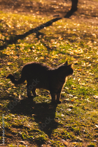 Full length silhouette of a cat during sunset, orange ground 