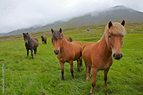 Icelandic horses