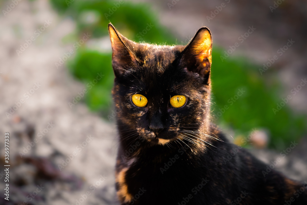 Portrait of an abnormally beautiful cat close frame, stray animal