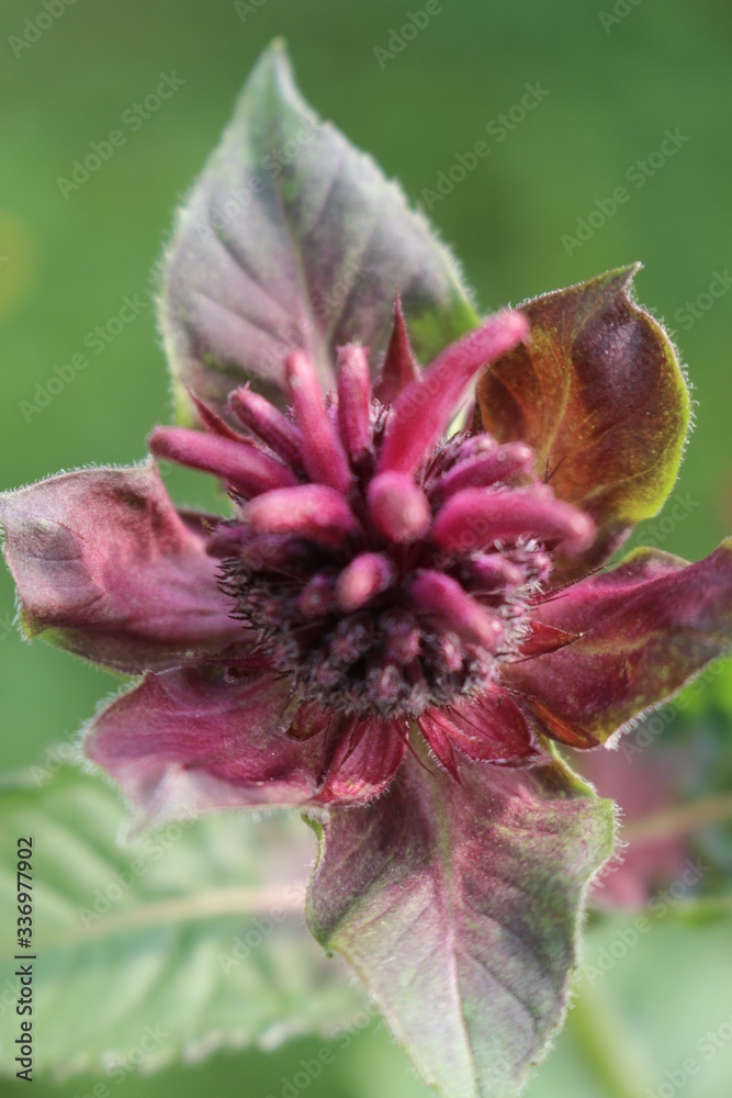 monarda pysznogłówka bergamotka monarda pysznogłówka bergamotka