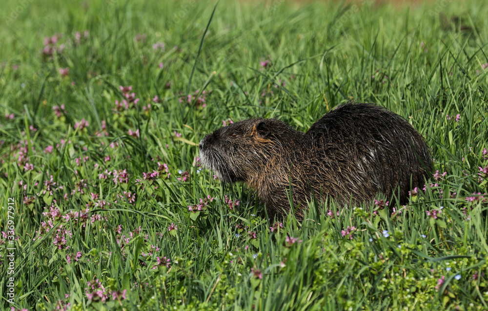 Nutria Nagetier Nutria Nagetier