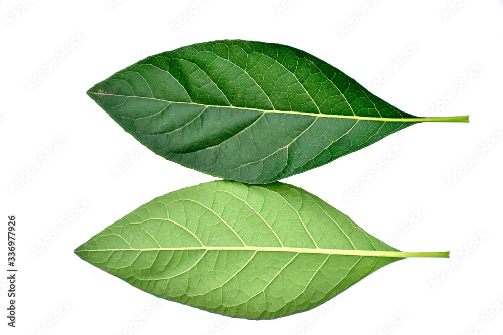 Fototapeta premium green leaf isolated on white