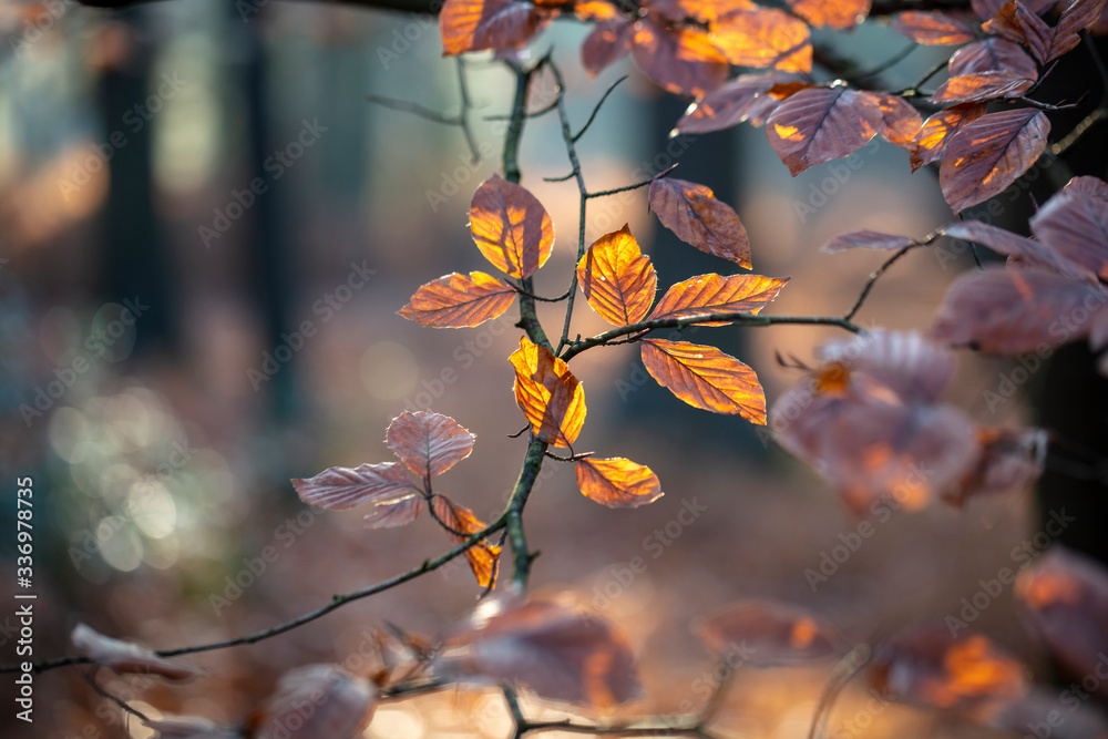 Close view of tree branches with brown leaves in autumn Close view of tree branches with brown leaves in autumn