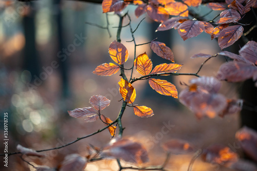Close view of tree branches with brown leaves in autumn