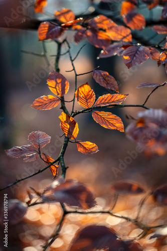 Close view of tree branches with brown leaves in autumn