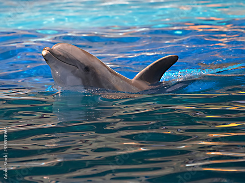 Head of bottlenose dolphin (Tursiops truncatus) seen from profile and swimming in bright water 