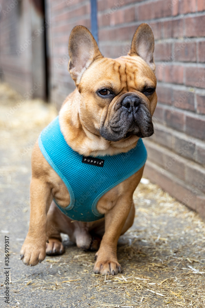 Cute french bulldog with blue leash Cute french bulldog with blue leash