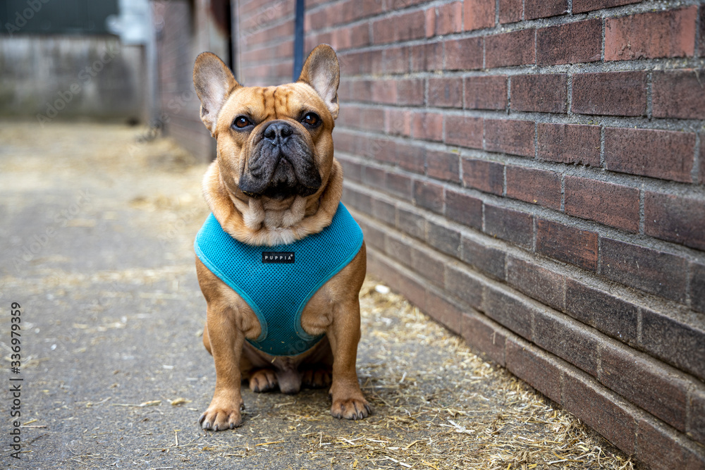 Cute french bulldog with blue leash
