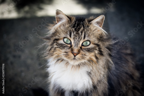 portait d'un chat à poil long