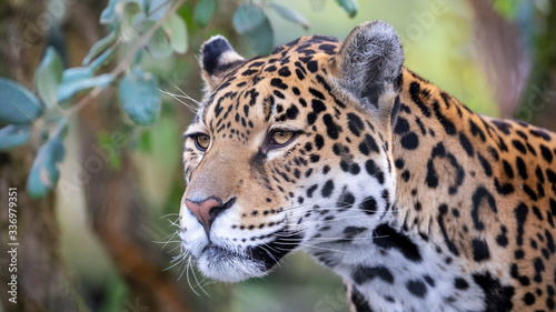 Fototapeta Naklejka Na Ścianę i Meble -  Closeup of jaguar portrait