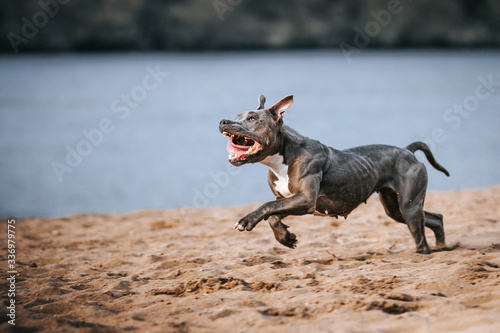 American staffordshire terrier in action. Power of dog. Super fit and strong amstaff. Dog high jump competition 