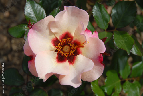 Fototapeta Naklejka Na Ścianę i Meble -  Beautiful rose flower, known as Alissar Princess of Phoenicia, a Persica hybrid