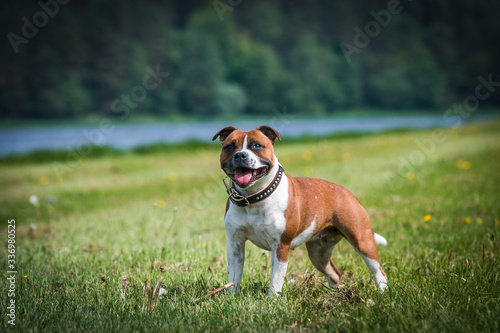 Staffordshire bull terrier in action photography outside.